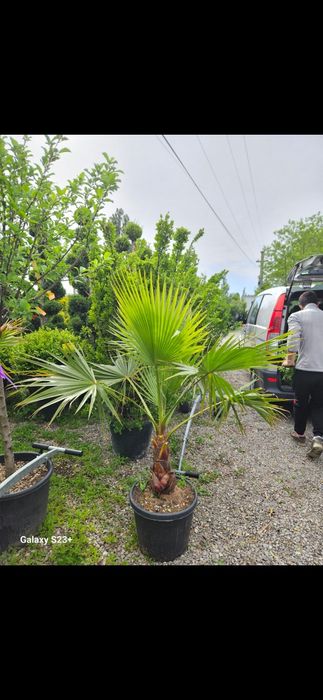Vând palmieri trachycarpus fortunei