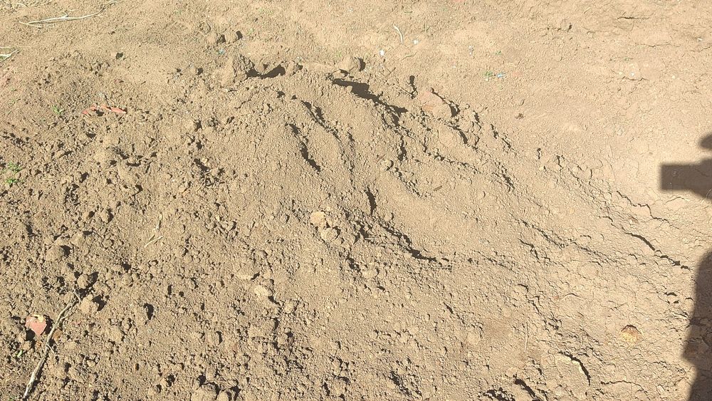 Майлы қара топырақ беріледі