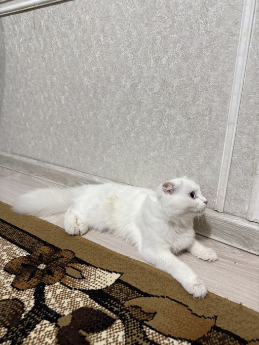 Шотландық бүктелген құлақты -Scottish fold