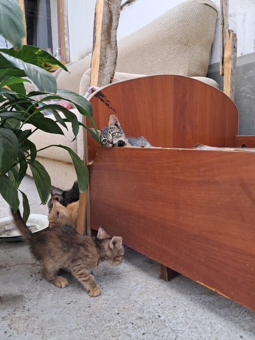 Отдам кошку за хорошего руки