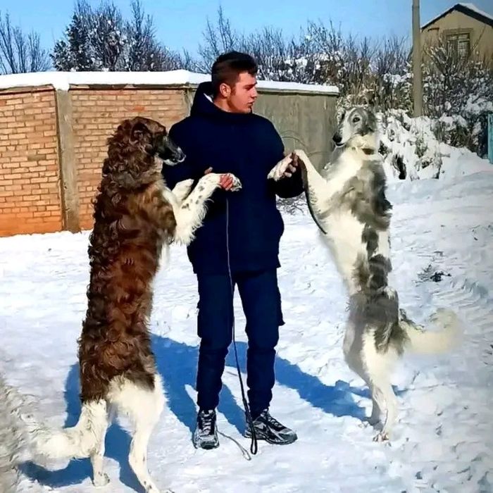 Русская псовая борзая