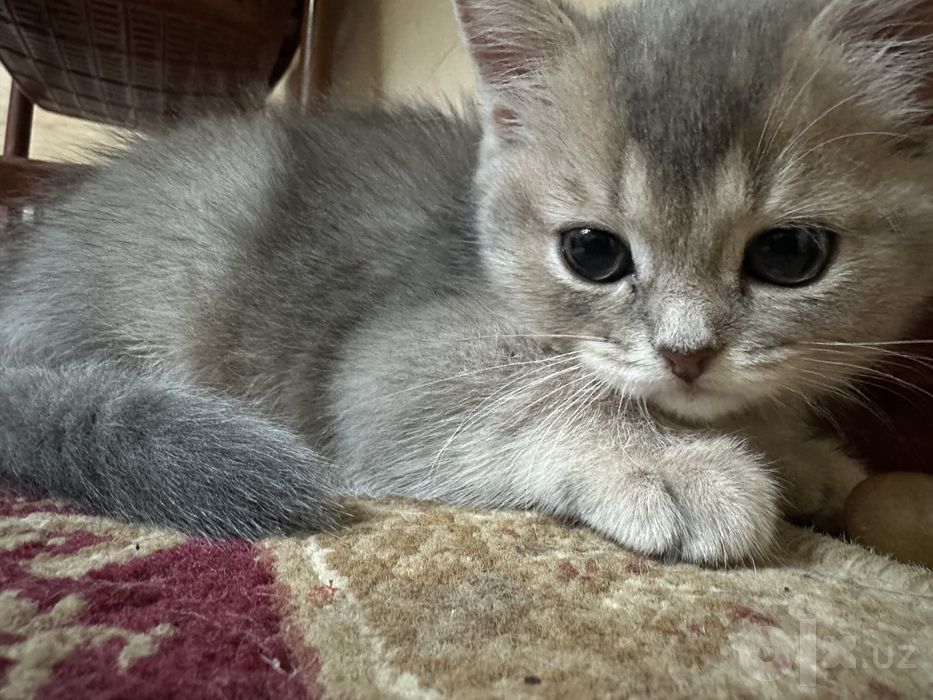 Продаётся вислоухий котёнок. Очень милый и ласковый малыш
