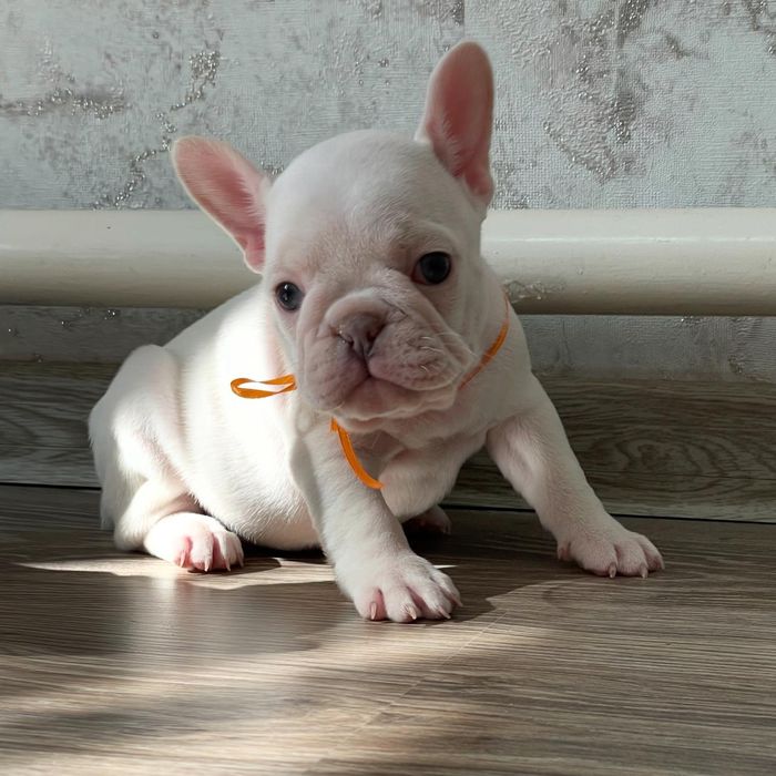 Французский бульдог