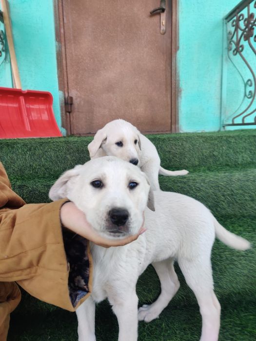 Щенята тазы, сучки.