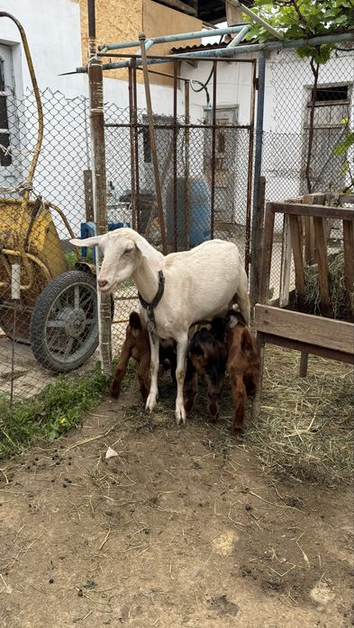 Козы Англо-нубийская