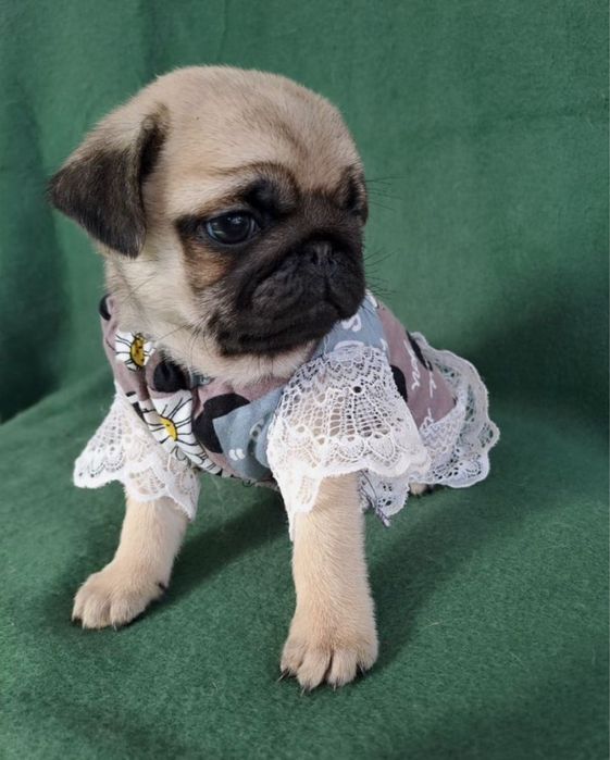 Шикарные Мопсики