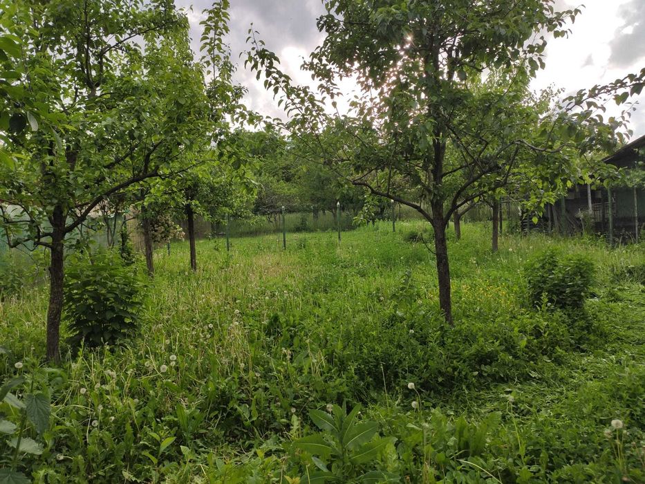 Vila cu gradina si pomi fructiferi 2500mp Dambovita