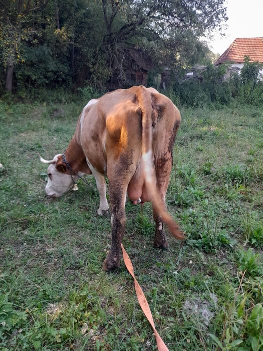 Vând vaca de 9 ani