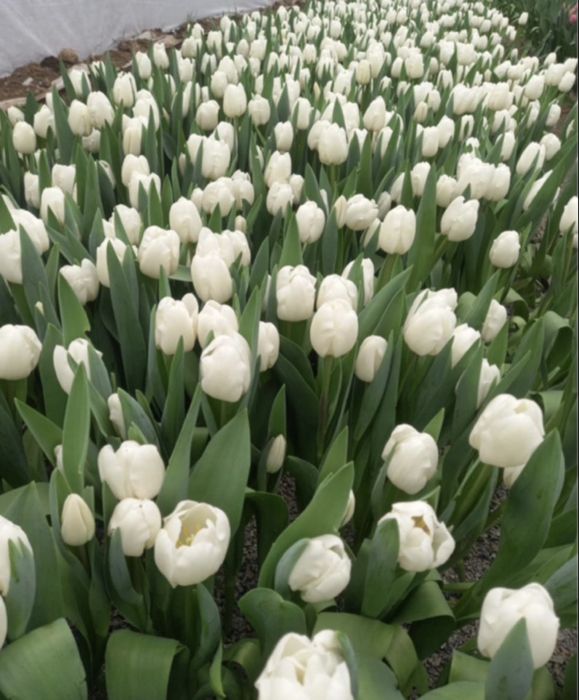 Тюльпаны оптор и в розницу  лучшего качества