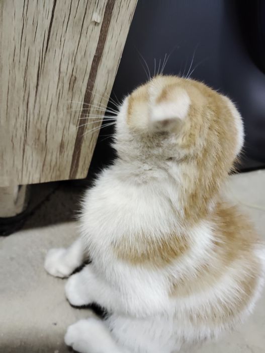 Zotli Scottish fold sotiladi