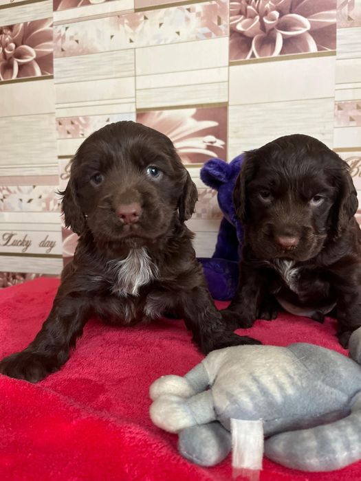 Спаниель Русский Охотничий