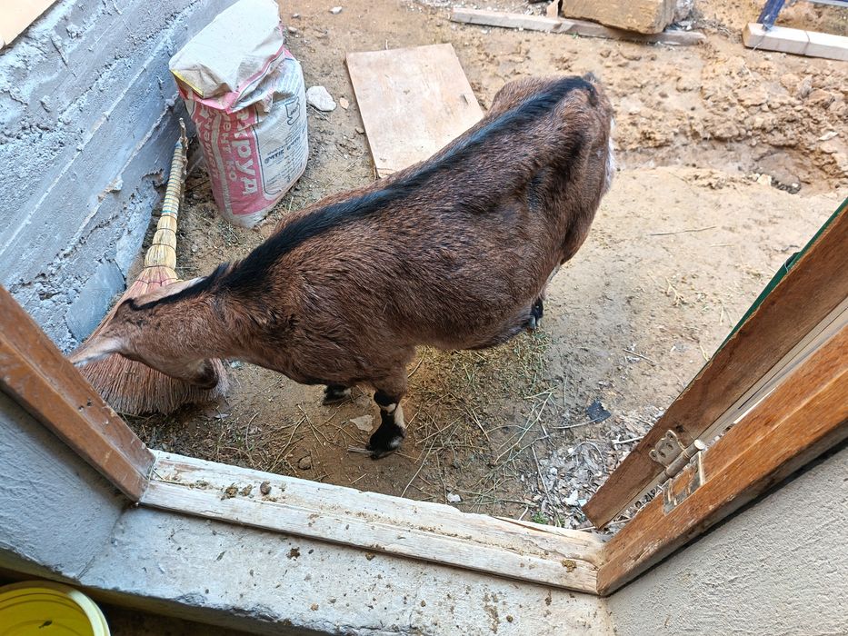 Сауын порода  ешки  сутті