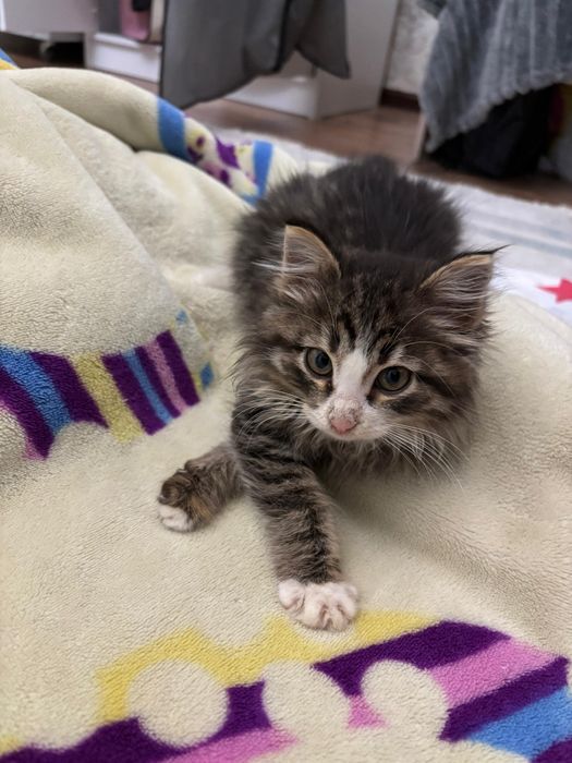 Котенок в добрые руки