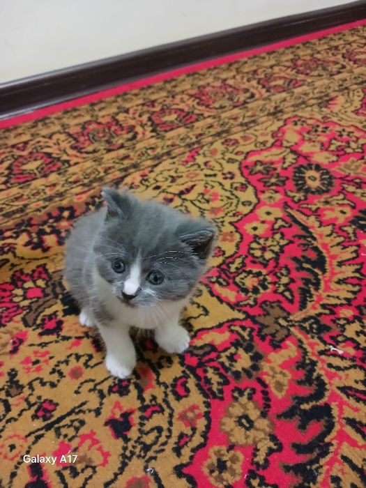 британской короткошерстной  Кошка продаётся