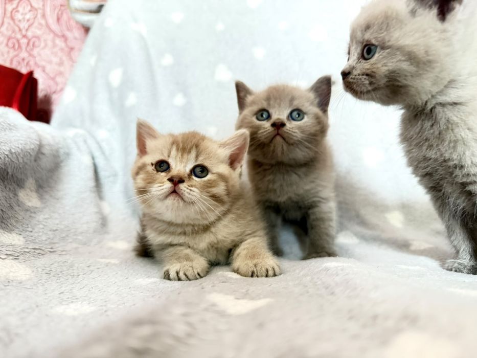 Котята  Кошки  Британские