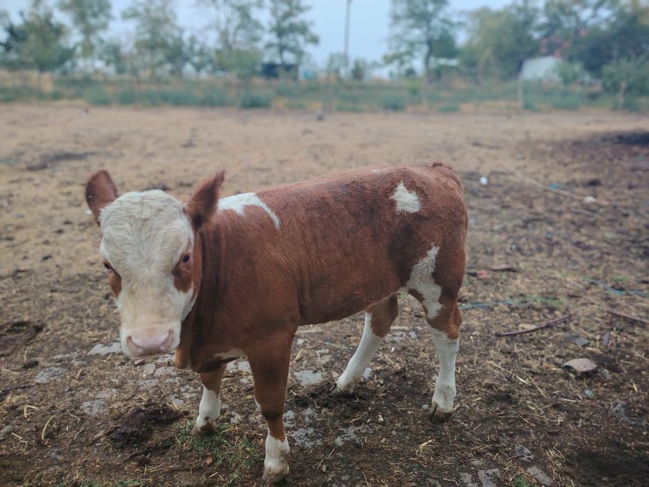 Vand vitea din mama bună de lapte