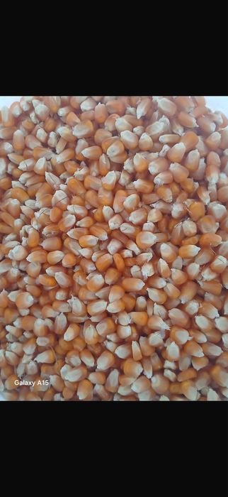 Vând porumb bob sticlos , 1,1 lei/kg , comuna Zănești , jud Neamț