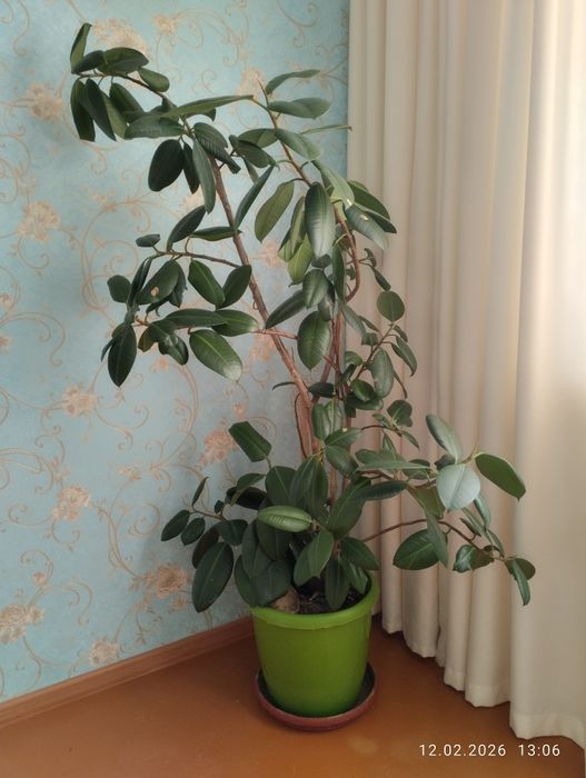 Продам цветок,комод