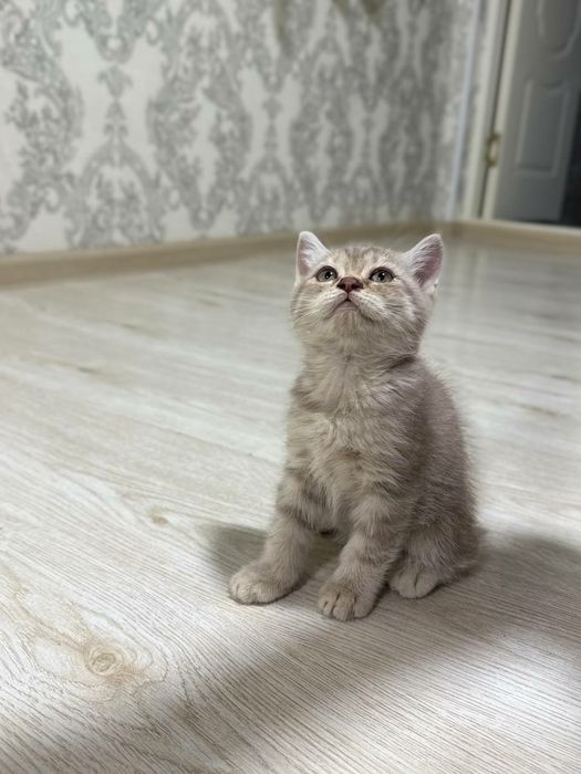 Scottish strayt лиловый окрас