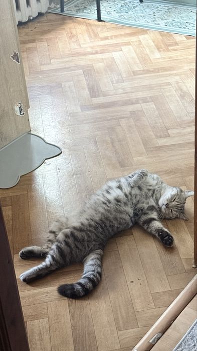 Найденыш котик в любищие руки