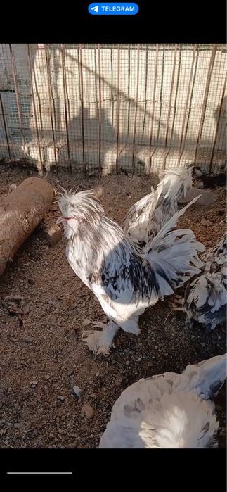 Карейски япон хуроз .