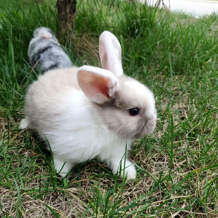 Zotdor quyonchalar sotiladi arzon narxlarda