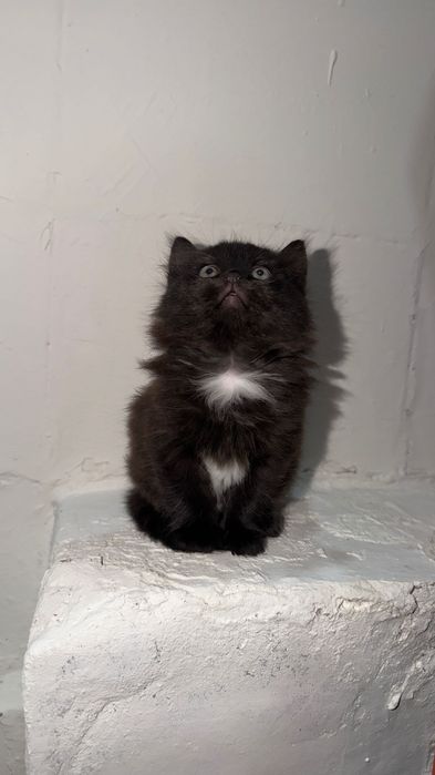 Котенок, девочка, в добрые руки