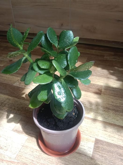 Денежное дерево - Тростянка