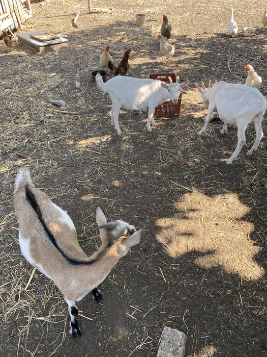 Vand capre, ieduțe și țapi din rasa SAANEN!