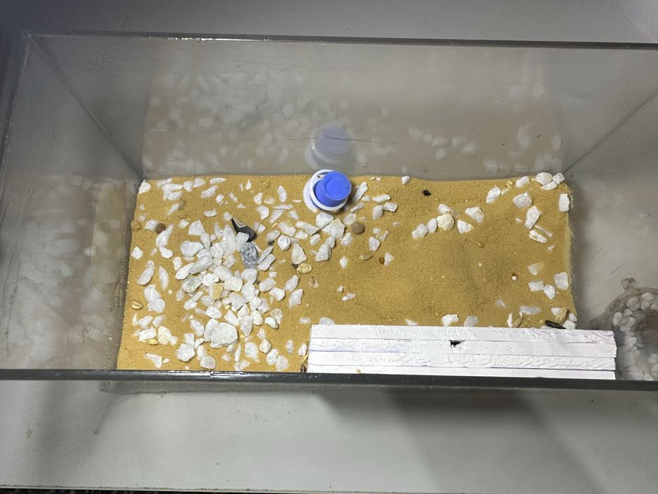 Муравьи с фермой