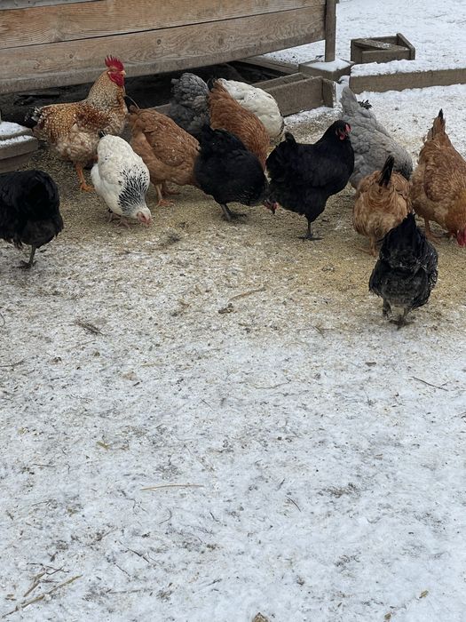 Vand schimb puicute din 2025