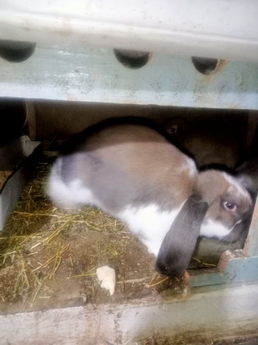 Продаются крольчата