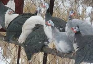 Фазан . Находимся в Астане