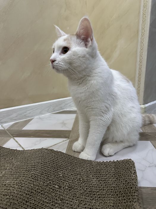 Отдам Котика бесплатно