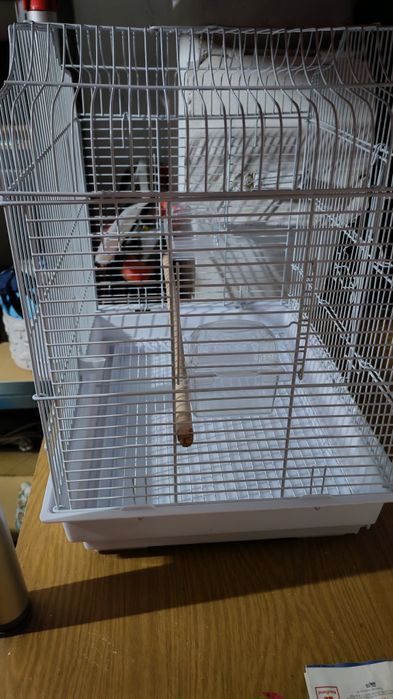 Cușcă papagal cu accesorii