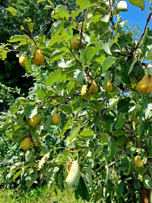 Продажа квартиры 1/2 части дома