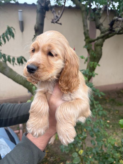 Cocker Spaniel baiat