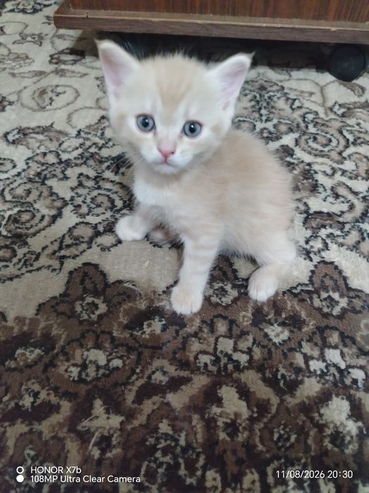Продаются котята