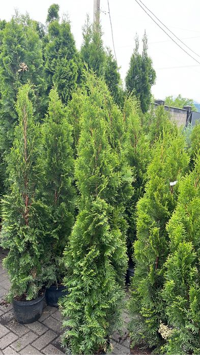 Туя смарагд колонавидный