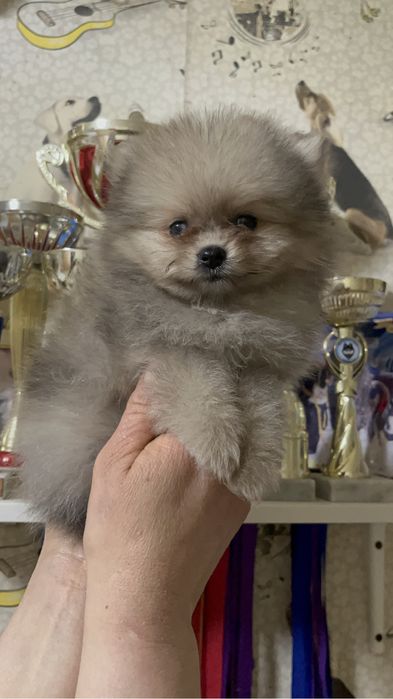 Щенки шпица