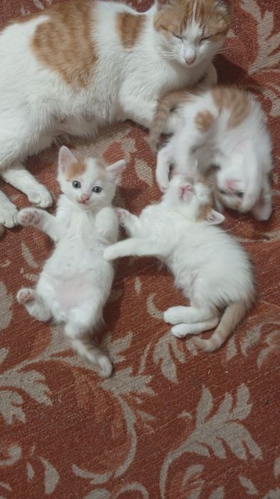 В добрые руки котенок мальчик