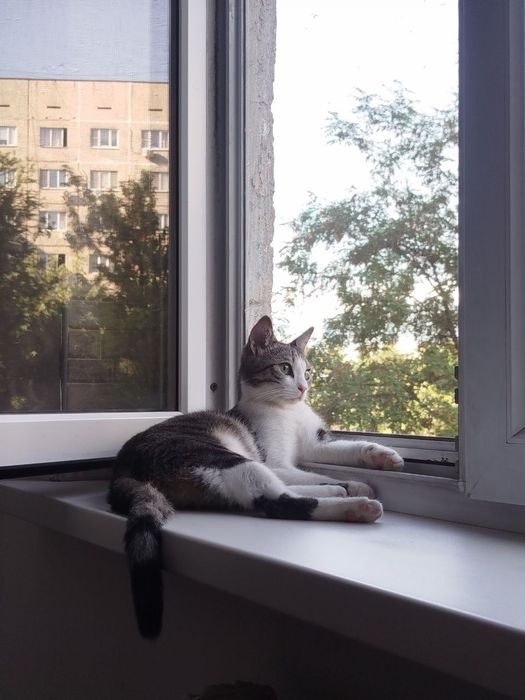 Отдам кота в добрые руки