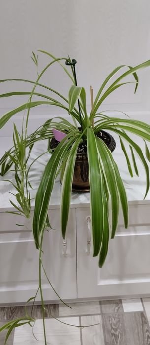 Предлагаю цветы комнатные.