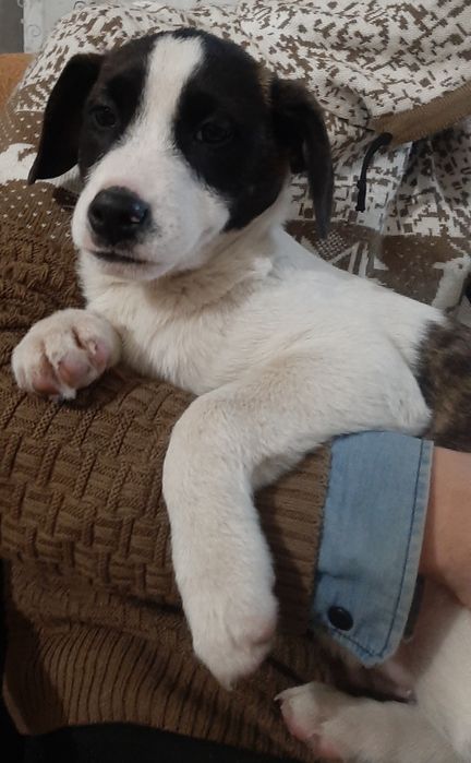 Отдам щенков только в добрые руки.