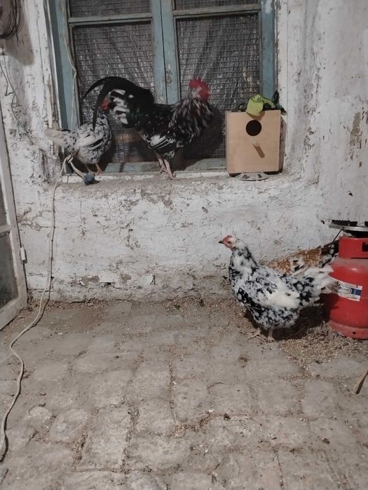 Xonaki parodali tovuqlari sotladi