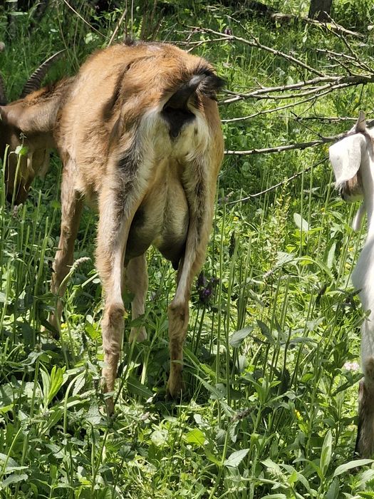 Capre alpin francez cu Anglo-Nubiană