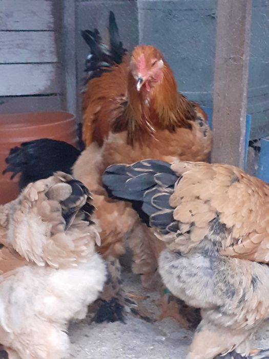 Vlnd cocosi brahma Columbia