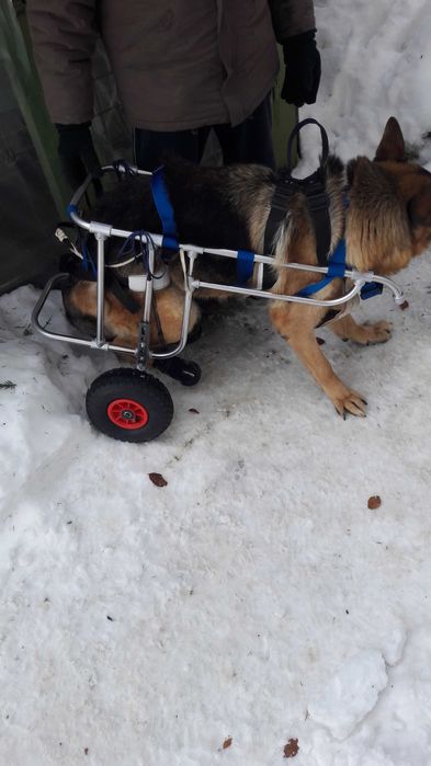 Carucior pentru caine