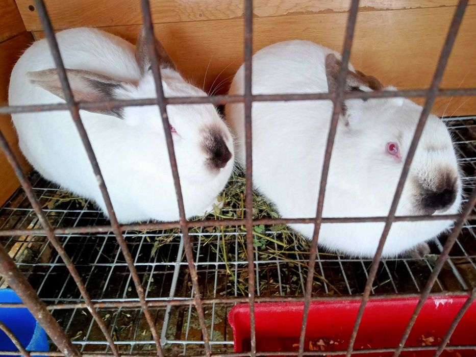 Vand iepuri californieni