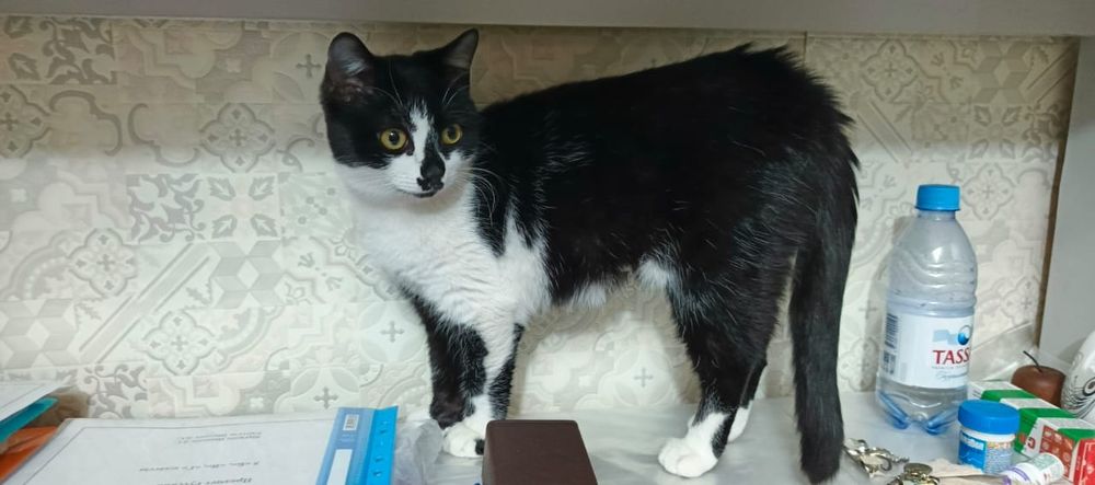 Стерилизованная кошечка